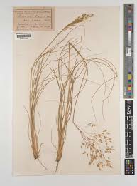 Image result for Pentameris