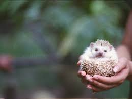 5 out of 5 stars. Keeping And Caring For African Pygmy Hedgehogs As Pets