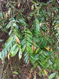 Image result for Ficus stuhlmannii