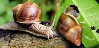 We did not find results for: Siput Babi