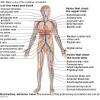 Bodytomy provides a labeled iliac artery diagram to help you understand the anatomy and function of the common iliac. 1
