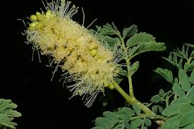 Image result for Faidherbia