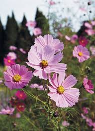 Masses of flower spikes follow the main central spike (on young plants) whilst the older plants tend to send up clumps of tall flower spike in assorted colours. Our Mix And Match Guide To Create Perfect Cottage Garden Style Garden Gate