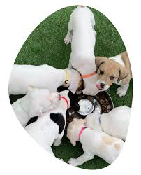 Learn more about pet tales rescue in kentwood, mi, and search the available pets they have up for adoption on petfinder. About Us Pet Tales Rescue