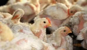 Coba baca artikel ini dulu. 6 Tips Ternak Ayam Petelur 100 Ekor Skala Rumahan Paling Berhasil