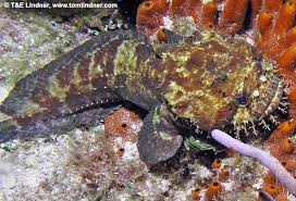 Image result for Fadogia fuchsioides