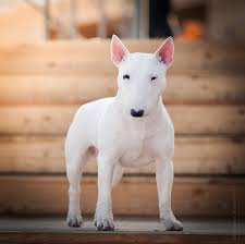 bull terrier dogs puppy dog breeds english bull terriers bull terrier