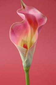 26 Calla Lily Stem Mauve Calla Lily Beautiful Flowers Arum Lily