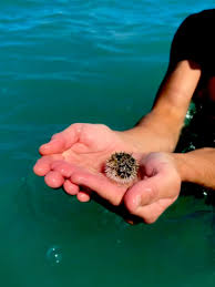 Image result for Sebaea junodii