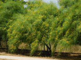 Image result for Parkinsonia aculeata