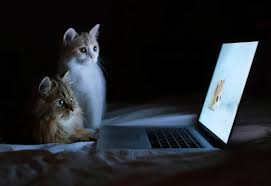 Easy to download wallpapers or images with a single click. Cat Wallpaper Hd Laptop 2048x1409 Wallpaper Teahub Io