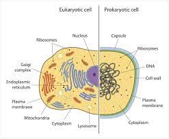 Animal cell prokaryotic or eukaryotic. Eukaryotic Vs Prokaryotic Cells