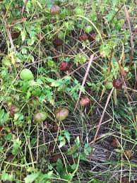 Image result for Cardiospermum halicacabum