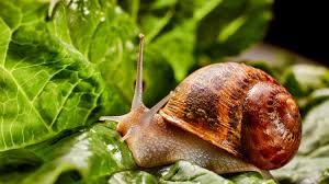 We did not find results for: 7 Quick Tips For Keeping Snails And Slugs Out Of Your Garden