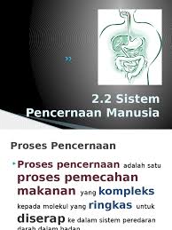 Check spelling or type a new query. Proses Pencernaan Manusia