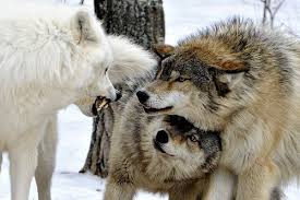 Black And Brown Wolf Pin By Cletus Wilson On Meus Cachorrinhos Wolf Love Wolf Dog Beautiful Wolves