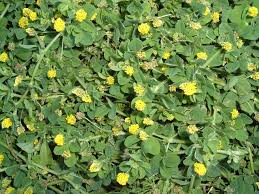 Maybe you would like to learn more about one of these? Weed Of The Week Black Medic