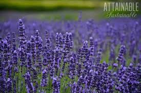 Find tips to grow lavender in any climate on gardener's path. Companion Planting With Herbs For A More Robust Garden