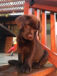 Fantastic Chocolate Labrador Detail Is Readily Available On Our Internet Site Have A Look And You W Labrador Retriever Labrador Puppy Labrador Puppy Chocolate
