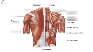 Click on the name of a muscle for a page about that the muscles (and associated muscle tissues) labelled in the posterior muscles diagram shown above are listed in bold the following table by part of the body: Superficial And Deep Musculature Of Posterior Torso Diagram Quizlet