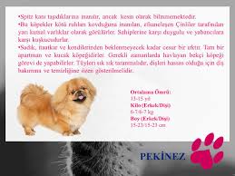Kopek Turleri Ve Ozelikleri Ppt Indir