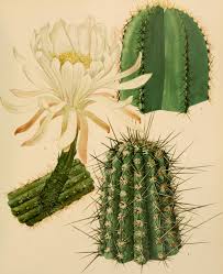 Image result for Cactaceae