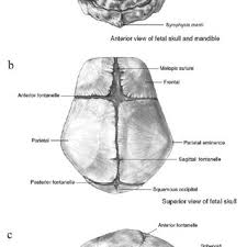 Pdf Incidences Of Anterior Fontanel Bone In Cranial Series From Bulgaria