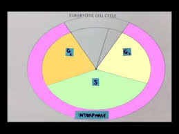 Cell Cycle Pie Chart Youtube