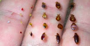Charlotte bed bug treatment & extermination. Get Rid Of Bed Bugs Rid Of Bed Bugs Bed Bugs Bed Bug Control