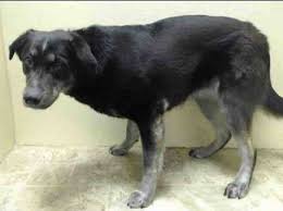 Brooklyn Center Princess A0994489 Female Black White Germ Shepherd Mix 7 Yrs Stray Stray Wait Hold For Id R Dog Help Homeless Pets Dog Adoption