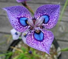 Pin Von Dagmar Treber Auf Blumen Straucher Garten Exotische Blumen Ungewohnliche Blumen