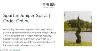 Image result for spiral cut juniper trees