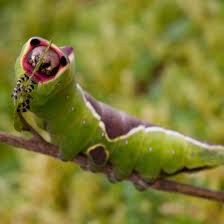 The green caterpillar with the red horn is known as a horn worm. Identify Caterpillars Wildlife Watch