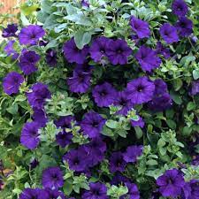 Petunia Alderman Blue Flower Seeds Eden Brothers Blue Plants Flower Seeds Petunias