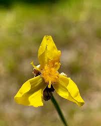 Image result for Xyris parvula