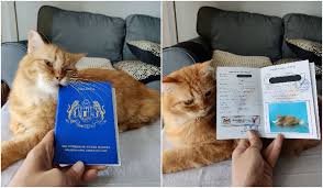 Anda hanya perlu ikut beberapa langkah mudah di bawah: Get Your Pet A Super Cute Passport From The Department Of Vet Services Malaysia Trp