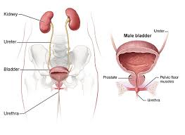 What are the signs and symptoms of bladder cancer? Symptoms Causes Of Bladder Control Problems Urinary Incontinence Niddk