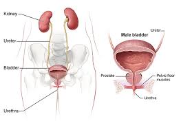 Symptoms Causes Of Bladder Control Problems Urinary Incontinence Niddk