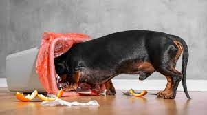 Help My Dog Just Ate Styrofoam What Should I Do Now