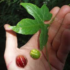 Image result for Diplocyclos palmatus