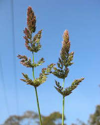 Image result for Polypogon