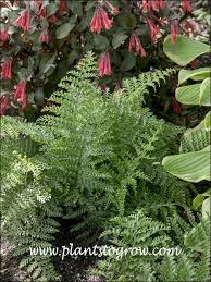 Image result for Asplenium gemmiferum