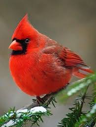 Birds That Look Like Cardinals But Aren T Idea By Cyndie Bledsoe On Birds Cardinal Birds Beautiful Birds Birds