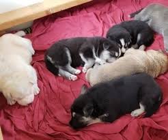 They will be ready to go to great homes the week of may 11. View Ad German Shepherd Dog Siberian Husky Mix Litter Of Puppies For Sale Near Wisconsin Black Earth Usa Adn 154478