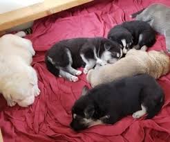 Von der stadtrand german shepherds has been. View Ad German Shepherd Dog Siberian Husky Mix Litter Of Puppies For Sale Near Wisconsin Black Earth Usa Adn 154478