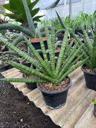 Image result for Sansevieria