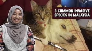 .distribution, species distribution, conservation status, species occurence, species database, taxonomic tree, taxonomic classifications, ams countries, protected areas, marine protected areas, asean heritage parks, brunei darussalam, indonesia, cambodia, laos, malaysia, myanmar. 3 Common Invasive Species In Malaysia Youtube