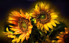 Butterfly On Sunflower Hd Desktop Wallpaper High Definition Sunflower Flower Sunflower Wallpaper Sunflower Pictures