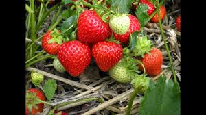 A raised garden bed or planter makes an excellent spot for growing strawberries. Planting Strawberries In A Raised Bed Youtube