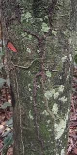 Image result for Diospyros crassiflora